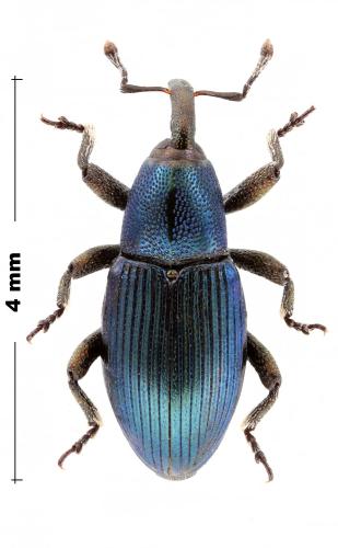 Aulacobaris nivalis